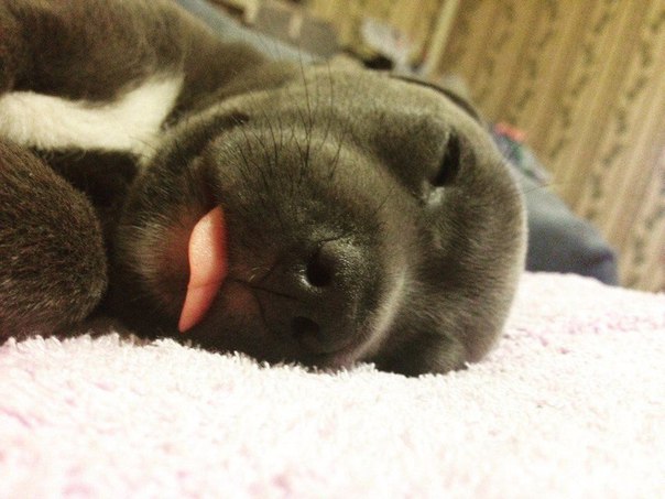 Милый, правда