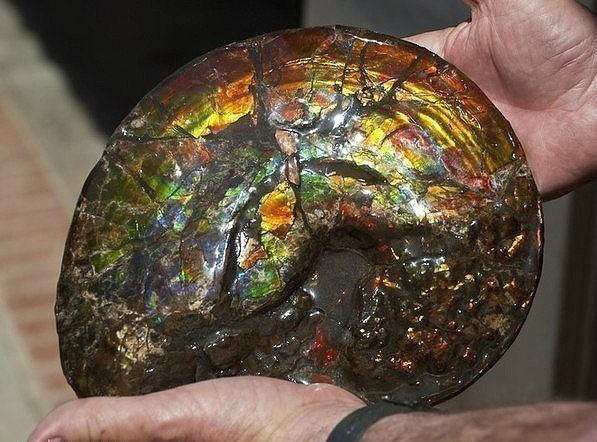 Это ракушка, которой 70 миллионов(!) лет.