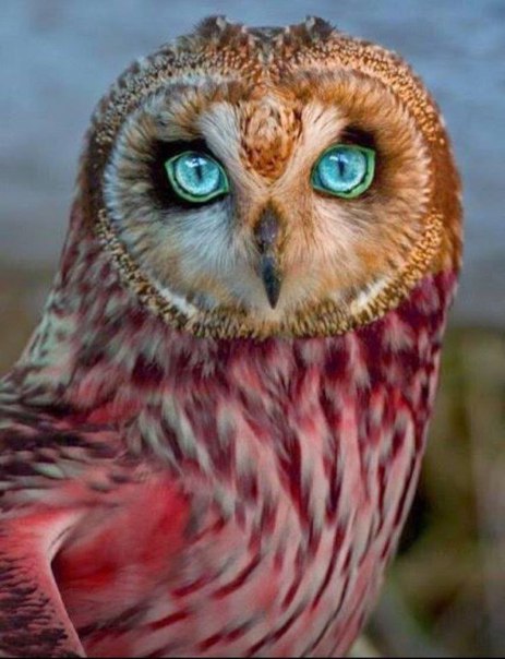 Глаза чистой воды