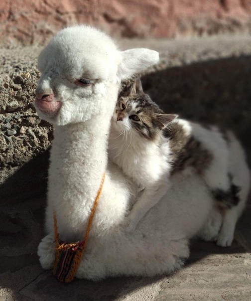 Альпака и котенок