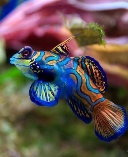 Яркие краски нашей планеты.