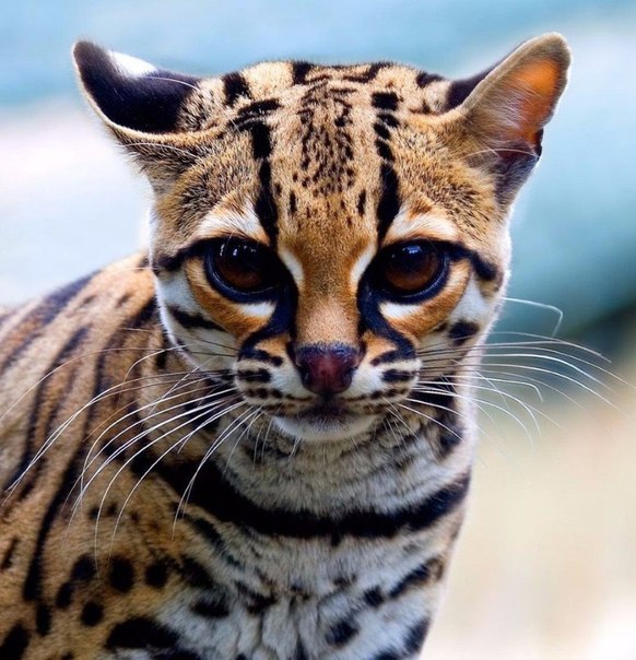 Красавица онцилла.