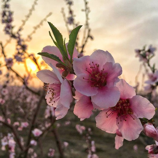 В Израиле цветет миндаль