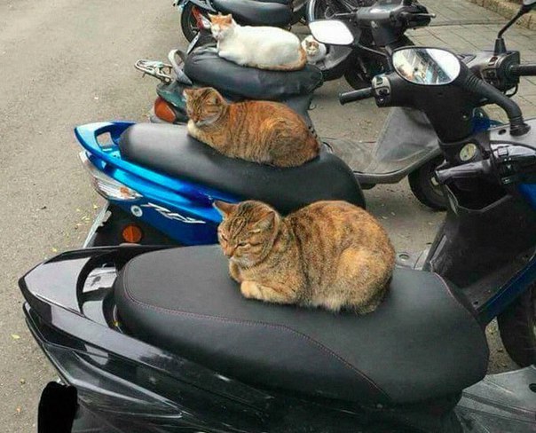 Охранники байков :)