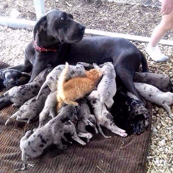 Вот она, наглая рыжая морда