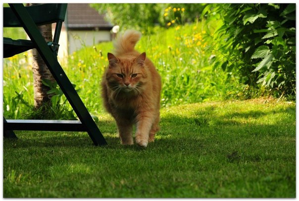 Важный надзиратель за порядком в саду
