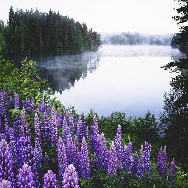 Утро в Финляндии