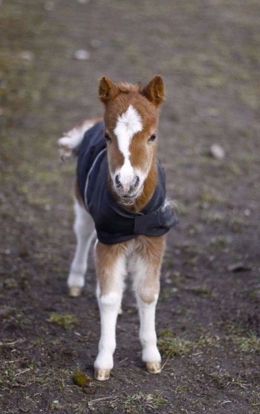 Не котик, но тоже милый