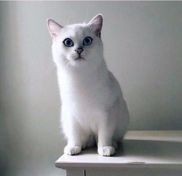 Белоснежный мех и глаза-океаны.