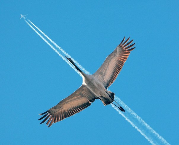 Кадр в удачный момент