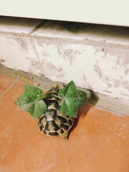 Летающая черепашка :)