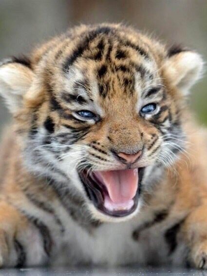 Грозный тигренок.