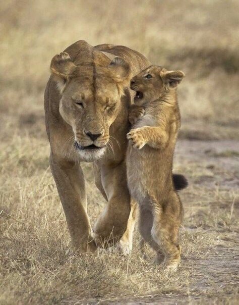 Ябедничает, наверное.