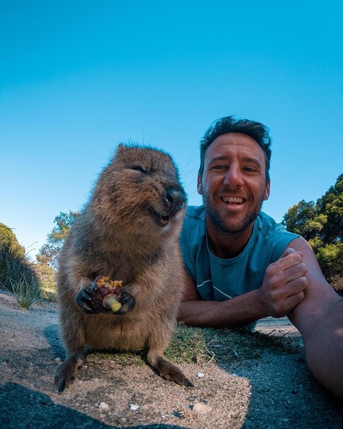 Австралийская Квокка