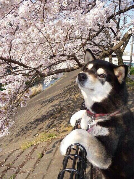 Любуется сакурой.