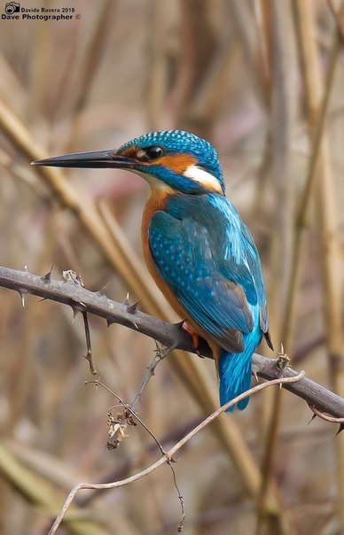 Голубой зимородок.