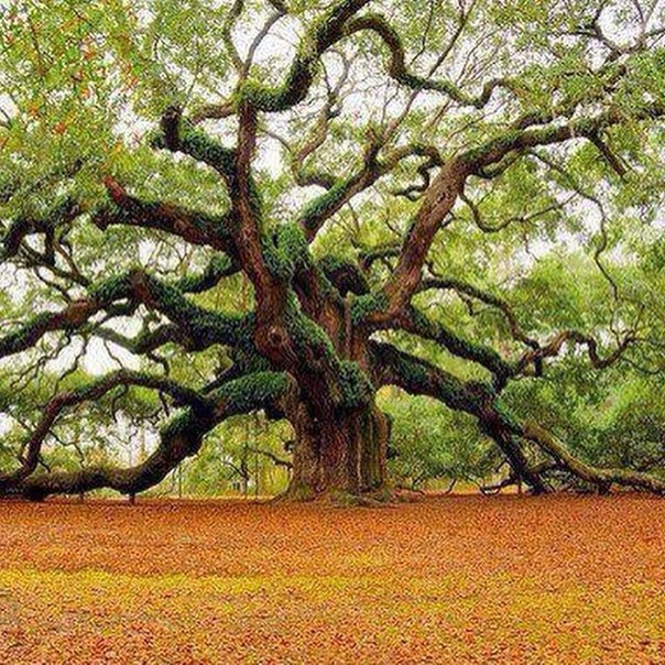 1400-летнее дерево в Южной Каролине