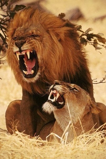 Рычащее семейство..:)