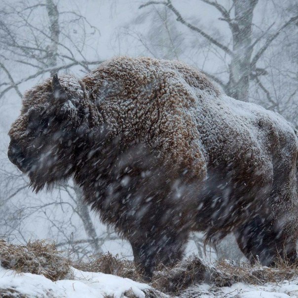 Зубр в метели.