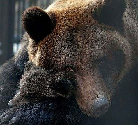 Мамина любовь