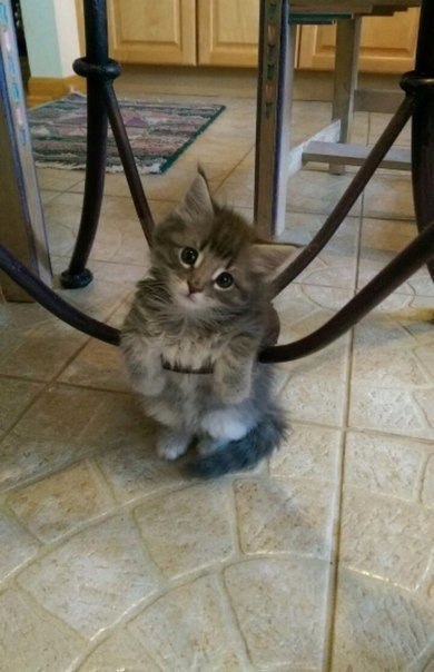 Очень фотогеничный котенок