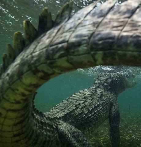 Невероятный кадр