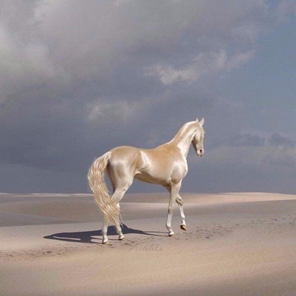 Ахалтекинец