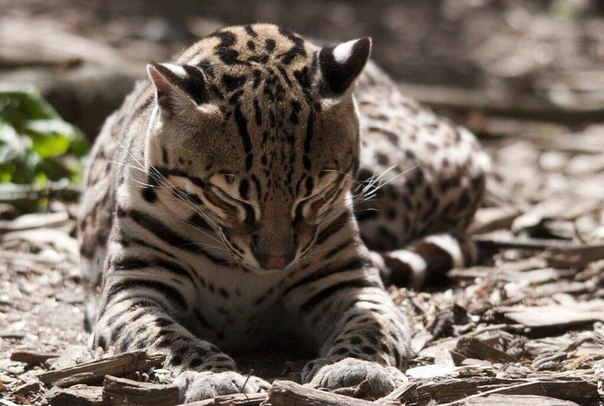 Спящий оцелот.