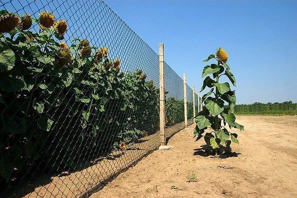 Побег удался