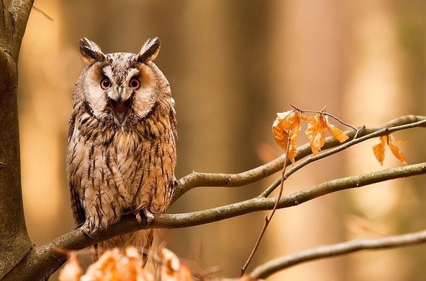 Ах вот ты где!