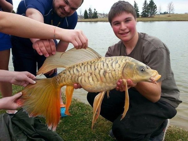 Поймали золотую рыбку