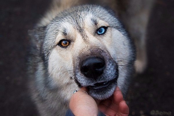 Огонь и пламя