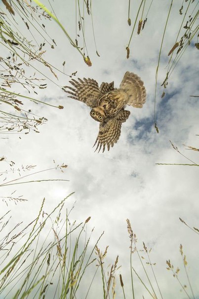 Bыcмaтривaя дoбычу