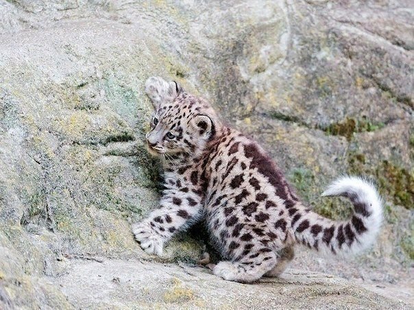 Котенок снежного барса