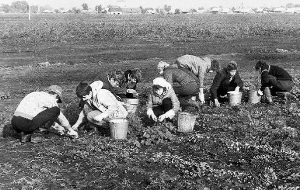 А помните,как нас в СССР отправляли на картошку