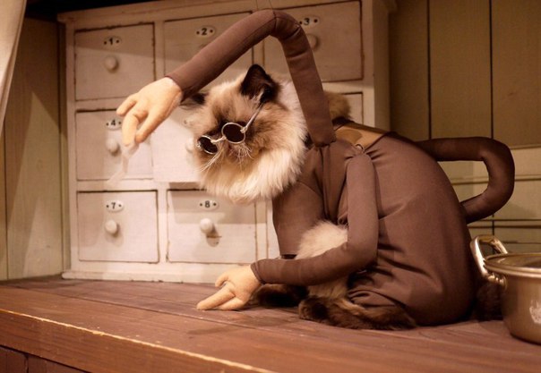 Коты редкой японской породы миядзаки