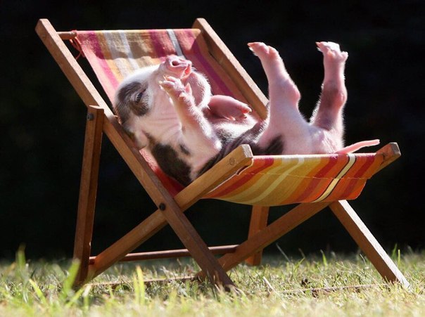 Отдых Пятачка.