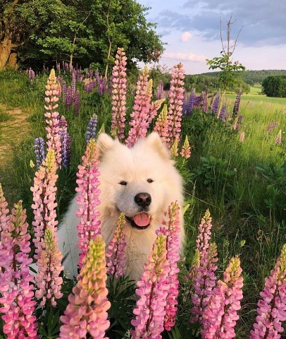 Прекрасная Самоедская лайка!