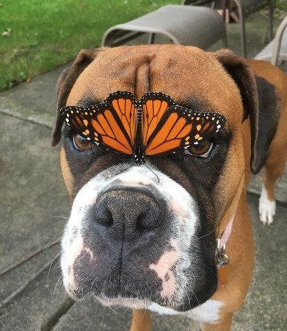 «Сегодня наш боксер нашел нового друга»