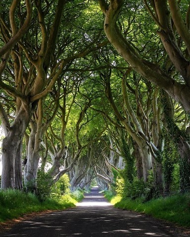 Шикарная аллея в Ирландии