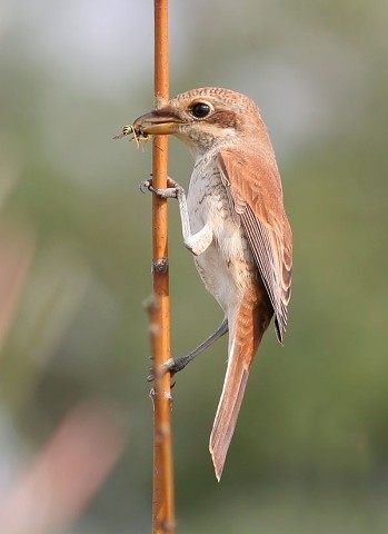 «Жулан и его добыча»