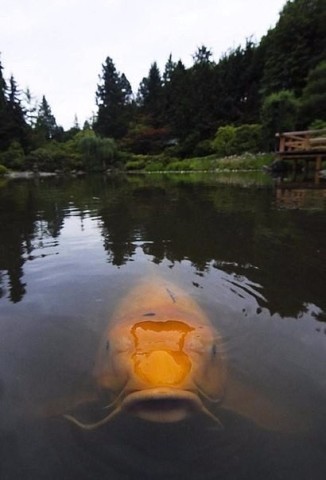 Неожиданная встреча ...