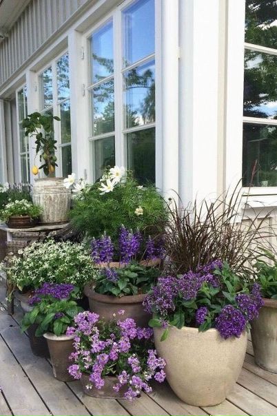 Цветы перенесут вас в такой далекий и любимый прованс 