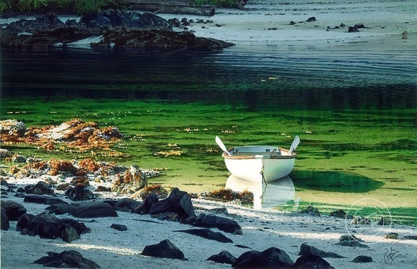 Watercolors by Carol Evans