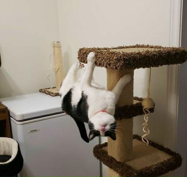 Дорогая! Пора вызывать экзорциста!