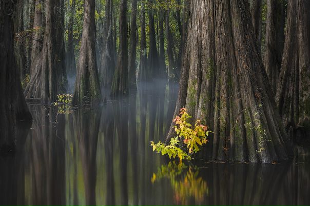 Юг США. Автор фото: Thorsten Scheuermann, США.