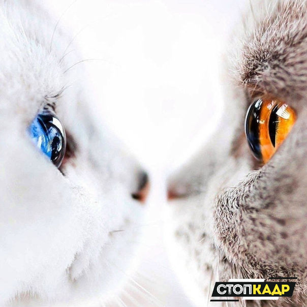 Вода и огонь 