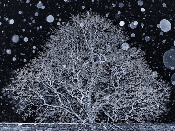 «Образцовое дерево». «Я лечу вниз». Автор фото: Ann Kristin Lindaas, Норвегия.