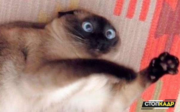 Кажется мой кот сломался...