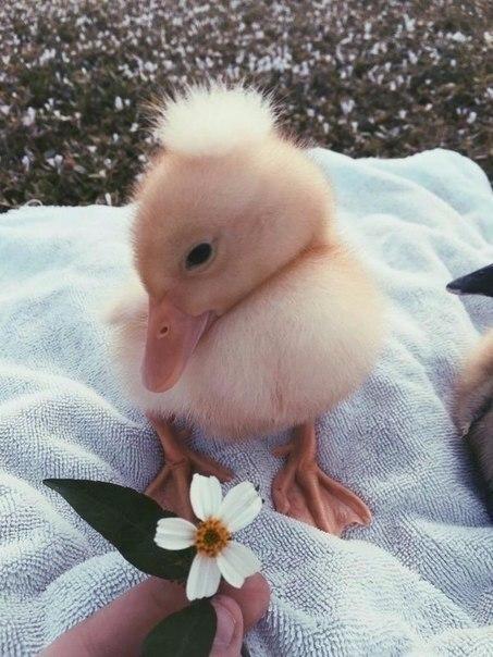 Как очаровать уточку